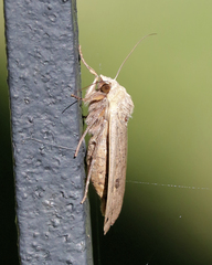 Noctua pronuba