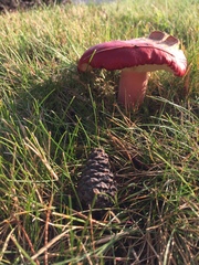 Russula rhodocephala