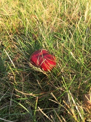 Russula rhodocephala