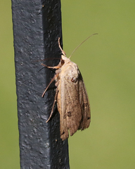 Noctua pronuba
