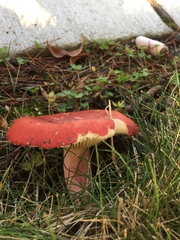Russula rhodocephala