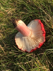 Russula rhodocephala