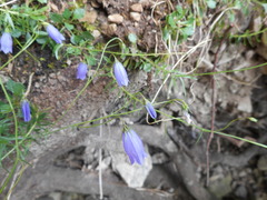 Campanula cespitosa