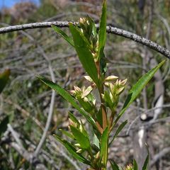 Glischrocaryon baeuerlenii