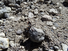 Monticomorpha flavolimbata