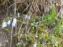 Campanula cespitosa