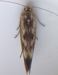 Scythris limbella