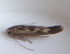Scythris limbella