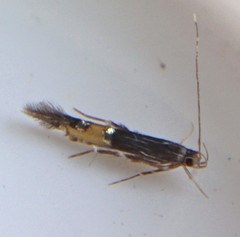 Cosmopterix lespedezae