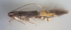 Cosmopterix lespedezae