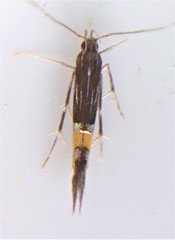 Cosmopterix lespedezae
