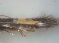 Cosmopterix lespedezae