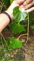 Cardiopteris moluccana