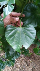 Cardiopteris moluccana