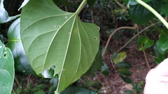 Cardiopteris moluccana