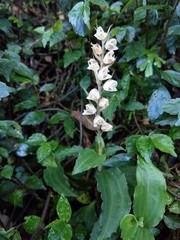 Goodyera foliosa