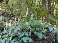 Goodyera foliosa