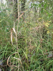 Platanthera lacera