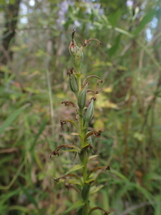 Platanthera lacera