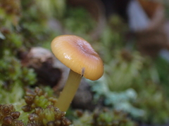 Chromosera