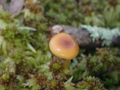 Chromosera