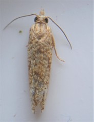 Eucosma ochrocephala