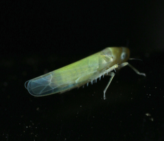 Typhlocybini