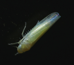 Typhlocybini
