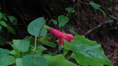 Salvia gesneriiflora