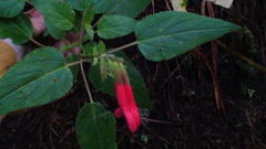 Salvia gesneriiflora