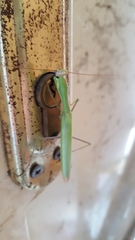 Mantis religiosa