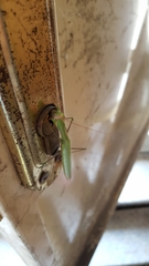 Mantis religiosa