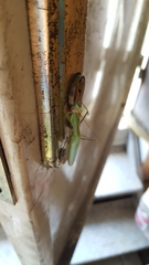 Mantis religiosa