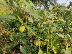 Physalis philadelphica