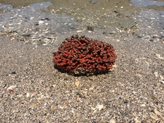 Clathria prolifera