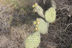Opuntia huajuapensis