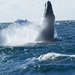 North Atlantic Humpback Whale - Photo (c) Rich Kostecke, some rights reserved (CC BY-NC), uploaded by Rich Kostecke