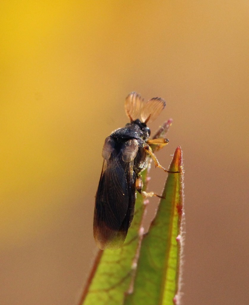 Ripiphorus nomiae