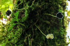 Elaphoglossum peltatum