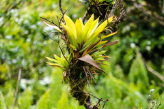 Werauhia