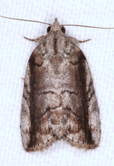 Etanna clopaea
