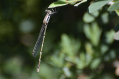 Austrolestes aridus