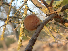 Disholcaspis canescens