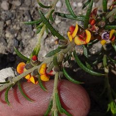 Mirbelia pungens