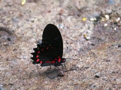 Mimoides ilus branchus