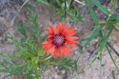 Gaillardia comosa