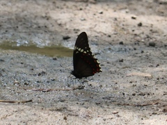 Papilio menatius victorinus