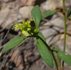 Monotaxis macrophylla