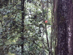 Heliocereus speciosus