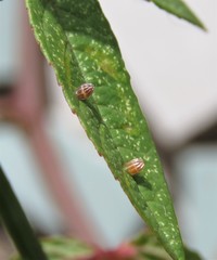 Dione glycera